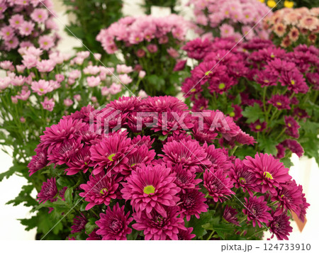 切り花 キク 切り花 キク 124733910