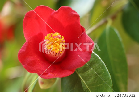 椿の花 椿の花 124733912