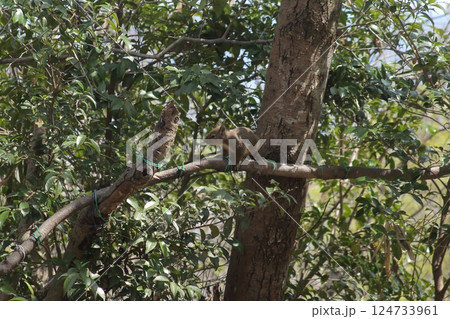 木の上で休むニホンリス 木の上で休むニホンリス 124733961