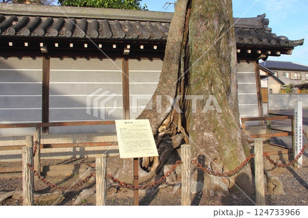 春の曼荼羅寺・3(愛知県江南市) 春の曼荼羅寺・3(愛知県江南市) 124733966