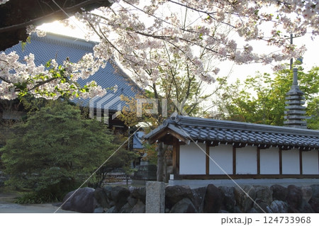 春の曼荼羅寺・5（愛知県江南市） 124733968