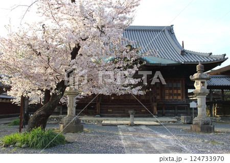 春の曼荼羅寺・7（愛知県江南市） 124733970