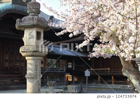 春の曼荼羅寺・22（愛知県江南市） 124733974