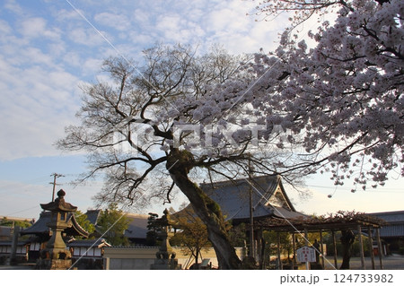 春の曼荼羅寺・19（愛知県江南市） 124733982