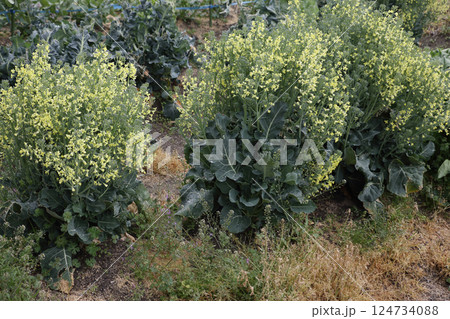 茎ブロッコリーの花 124734088