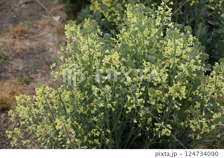 茎ブロッコリーの花 124734090