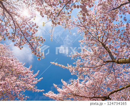 青空と桜 124734165