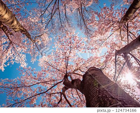 青空と桜 青空と桜 124734166