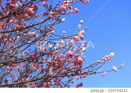 花桃 花桃 124734231