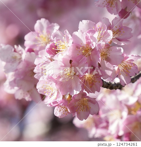 春の訪れを告げる河津桜 春の訪れを告げる河津桜 124734261
