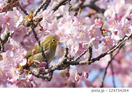 河津桜の蜜を吸うメジロ 春爛漫 河津桜の蜜を吸うメジロ 春爛漫 124734264