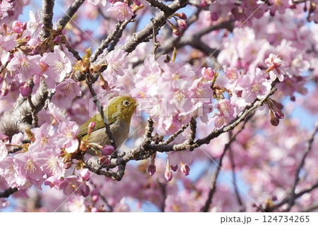河津桜の蜜を吸うメジロ 春到来 河津桜の蜜を吸うメジロ 春到来 124734265