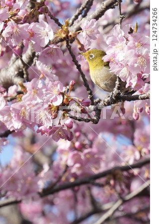 河津桜の枝に止まる美しいメジロ 春の訪れ 河津桜の枝に止まる美しいメジロ 春の訪れ 124734266