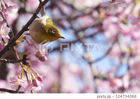 河津桜の枝に止まる美しいメジロ 春 青空 河津桜の枝に止まる美しいメジロ 春 青空 124734268