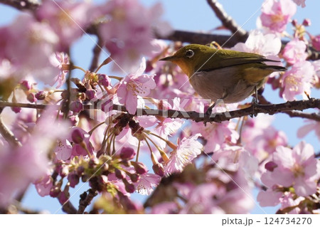 河津桜と枝に止まる美しいメジロ　後ろ姿　春 124734270