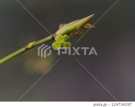 早春の黄緑色の花 クスノキ科クロモジ 早春の黄緑色の花 クスノキ科クロモジ 124734297