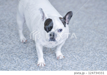 dog or french bulldog, black and white French bulldog dog or french bulldog, black and white French bulldog 124734331