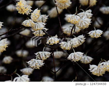 中国、ヒマラヤ原産ジンチョウゲ科ミツマタの花球状の黄色い頭花 124734430