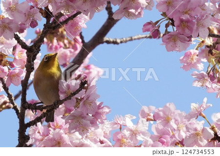 河津桜の枝に止まる美しいメジロ 春 河津桜の枝に止まる美しいメジロ 春 124734553