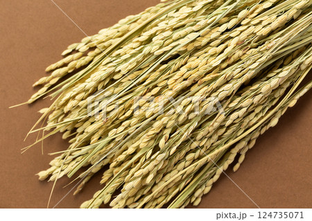 お米の稲穂 124735071