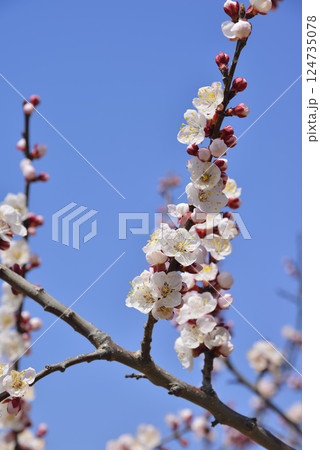 森のあんず 124735078