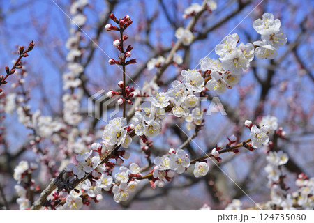 森のあんず 124735080