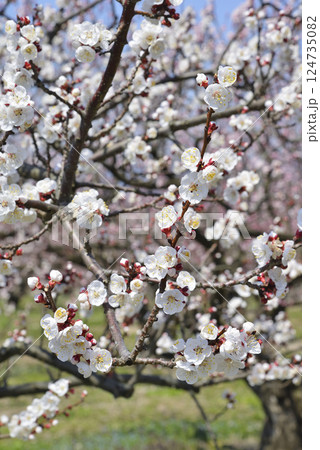 森のあんず 124735082