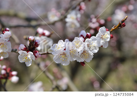 森のあんず 124735084