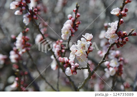 森のあんず 124735089