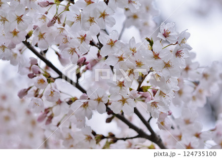 サクラ サクラ 124735100