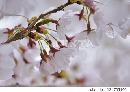 サクラ サクラ 124735103