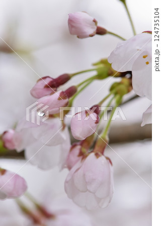 サクラ 124735104