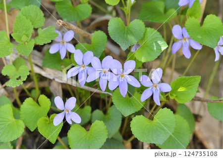 タチツボスミレ タチツボスミレ 124735108