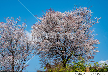 小高い丘の上にある満開の山桜 小高い丘の上にある満開の山桜 124735137