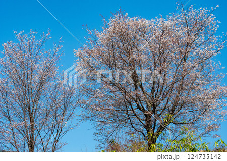小高い丘の上にある満開の山桜 小高い丘の上にある満開の山桜 124735142