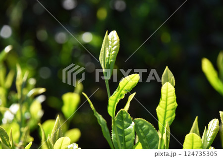 茶畑 茶畑 124735305