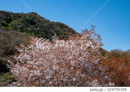 青空に映える山桜の花 124735389
