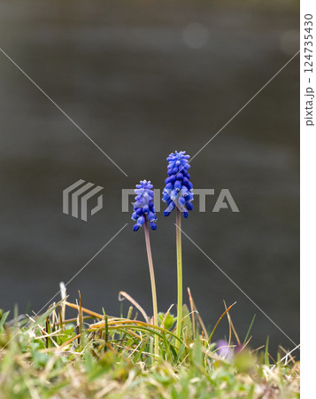 道端に咲いているムスカリの花 道端に咲いているムスカリの花 124735430