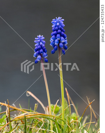 道端に咲いているムスカリの花 道端に咲いているムスカリの花 124735433