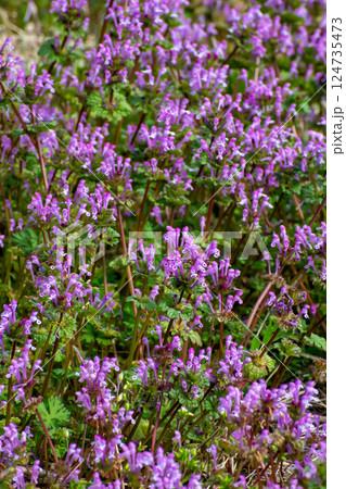 道端にたくさん咲いているホトケノザ 124735473