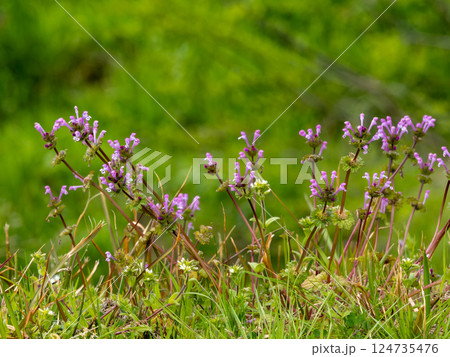 道端にたくさん咲いているホトケノザ 124735476