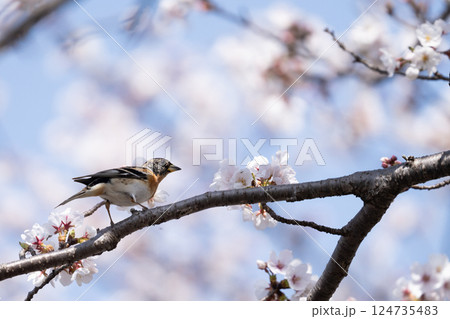 桜の枝にとまる花鶏 124735483