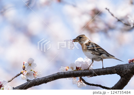 桜の枝にとまる花鶏 124735484