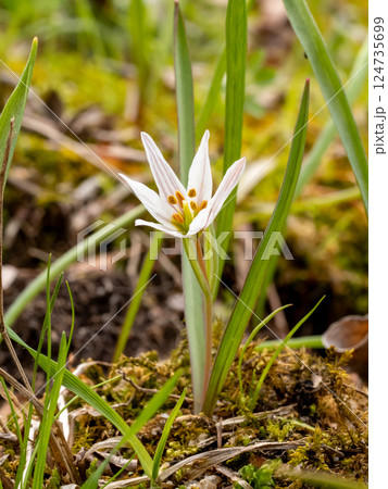 アマナの白い花 124735699