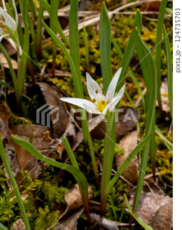 アマナの白い花 124735703