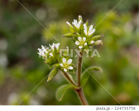 帰化植物であるオランダミミナグサの白い花 124735756