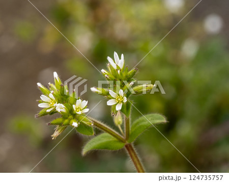 帰化植物であるオランダミミナグサの白い花 帰化植物であるオランダミミナグサの白い花 124735757