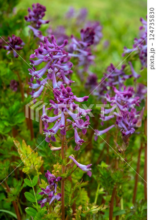 草むらに咲く有毒植物のムラサキケマン 124735830
