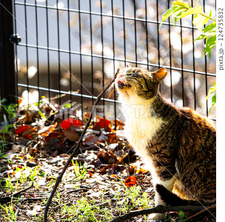 昼下がりの公園で可愛い仕草をするのら猫 昼下がりの公園で可愛い仕草をするのら猫 124735832