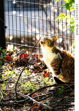昼下がりの公園で可愛い仕草をするのら猫 昼下がりの公園で可愛い仕草をするのら猫 124735833